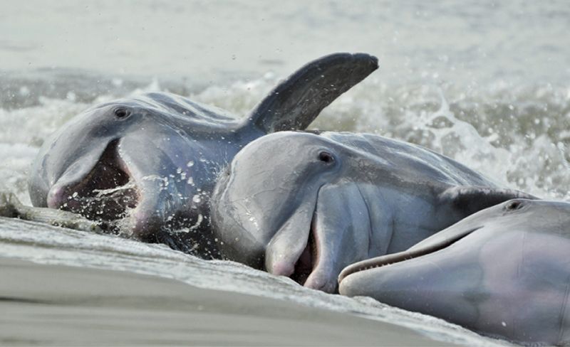 dolphins
